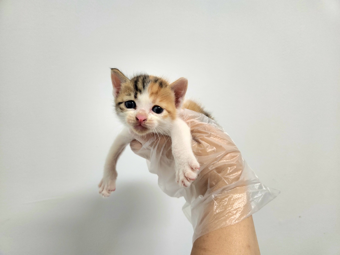 광주TNR동물병원송정_441554202401728